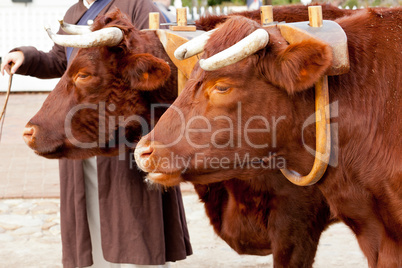 Two oxen in yoke pulling a cart