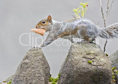 squirrel with bread at wall