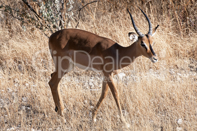 Impala, Schwarzfersenantilope