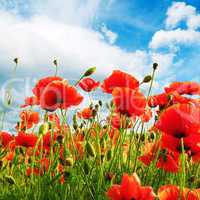 poppies