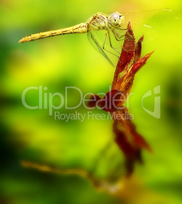 Yellow dragonfly on a leaf.