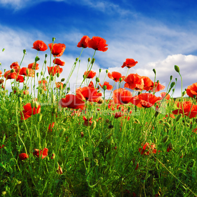 poppies on green field