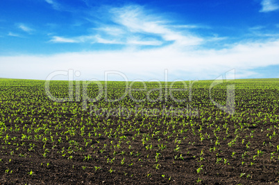 spring corn field
