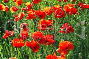 poppies