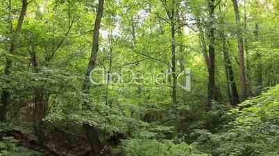 Summer deciduous forest vertical panning - jungle background