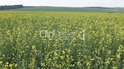 Yellow field panning - summer rape flowers in the breeze