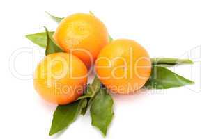 Tangerines with leaves