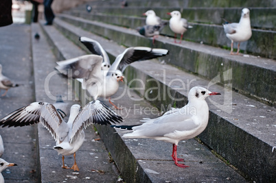 Some Gulls on Stone Steps