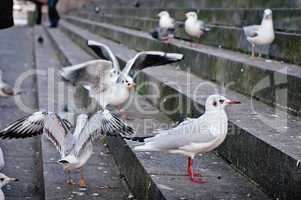 Some Gulls on Stone Steps