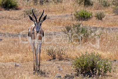 Springbock