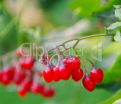 Bittersüsser Nachtschatten - bittersweet nightshade 02