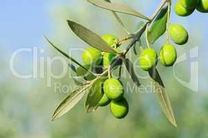 Olive 41
