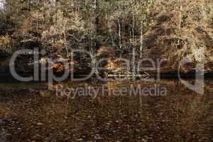 Herbstwald mit Teich