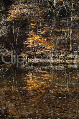 Herbstwald mit Teich