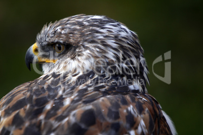 Königsrauhfussbussard