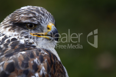 Königsrauhfussbussard