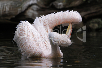 Rosapelikan im Wasser