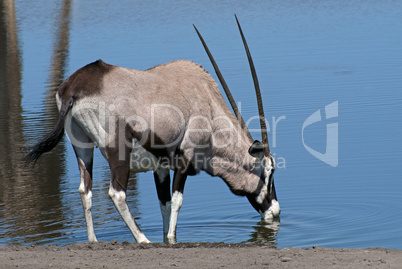 Oryxantilope