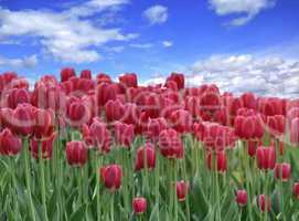 Tulips Field