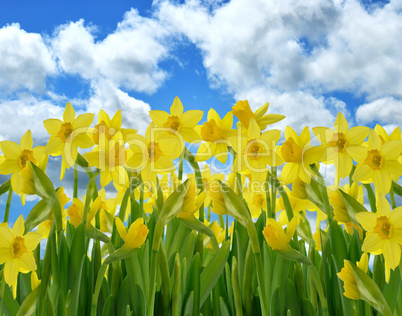 Yellow Daffodil Flowers