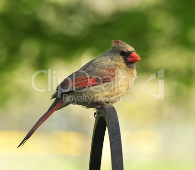 cardinal female