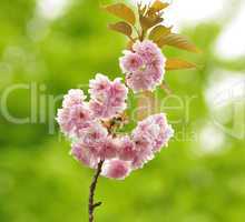 The almond tree pink flowers