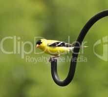 perched goldfinch