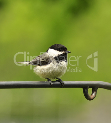 Black-capped chickadee