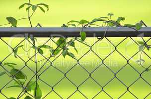 vine on a fence