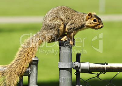 fox squirrel