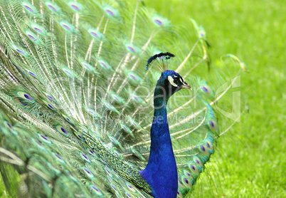 peacock