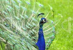 peacock