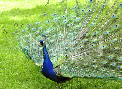 peacock