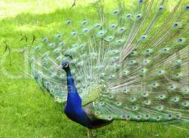 peacock