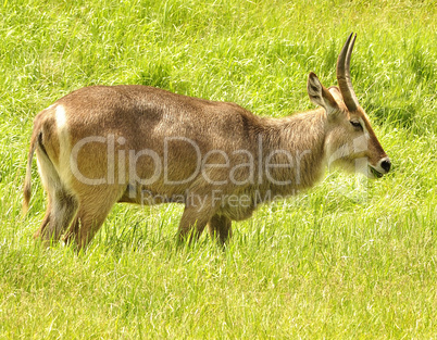 waterbuck