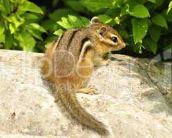 chipmunk