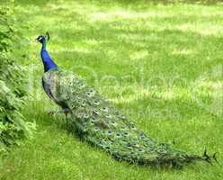 peacock