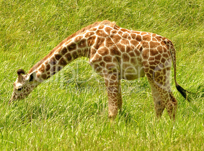 giraffe