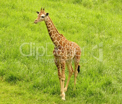 giraffe