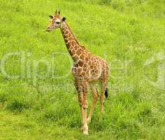 giraffe