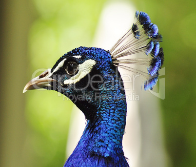 peacock portrait