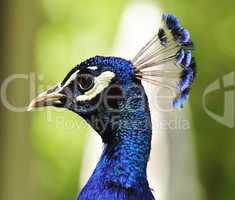 peacock portrait