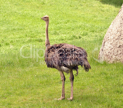 ostrich