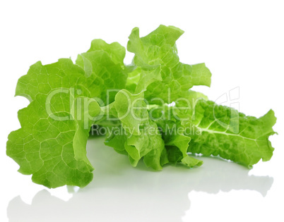 lettuce