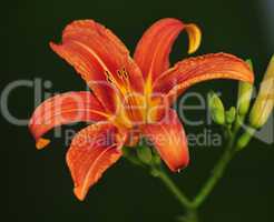 orange lily