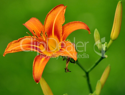 orange lily