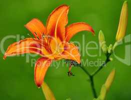 orange lily