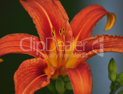 orange lily