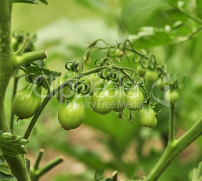 green tomatoes