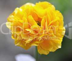 yellow ranunculus